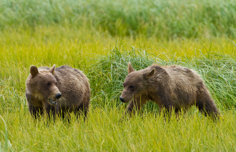 Grizzly Bear Cubs